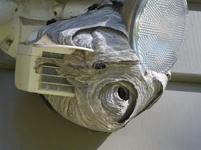 Photo of Baldfaced Hornet (Dolichovespula maculata) taken at Agassiz Wilderness