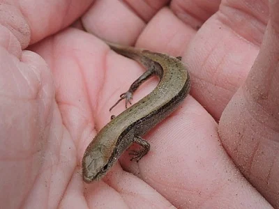 Photo of Ground Skink (Scincella lateralis) taken at Myrtle Grove Park