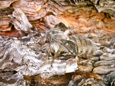 Photo of Coloradia pandora taken at Owens River Headwaters Wilderness