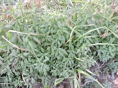 Photo of American Pellitory (Parietaria pensylvanica) taken at Mertzon