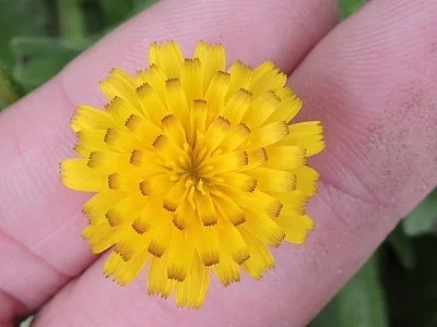 Photo of Daisy (Hedypnois rhagadioloides) taken at La Vernia