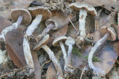Photo of Cortinarius flexipes taken at North Pikes Creek Wetlands Community Forest