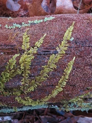 Photo of Delicate Fern Moss (Thuidium delicatulum) taken at Town Of Ainsworth