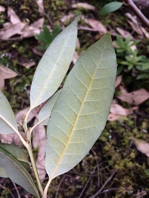 Photo of Chrysolepis chrysophylla taken at Roaring River Wilderness
