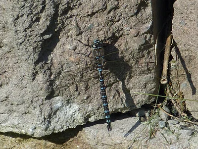 Photo of Variable Darner (Aeshna interrupta) taken at Pembina Trail Sna