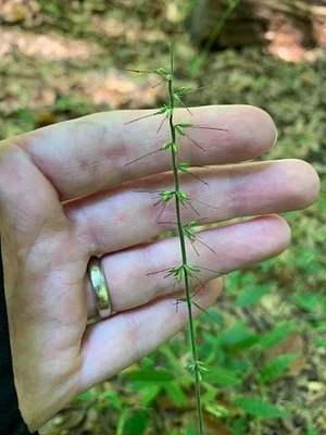 Photo of Wavyleaf Basketgrass (Oplismenus undulatifolius) taken at Rosaryville State Park