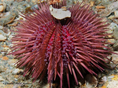 Photo of Lytechinus variegatus taken at Cayo Costa State Park