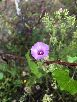 Photo of Littlebell (Ipomoea triloba) taken at Tree Island Preserve
