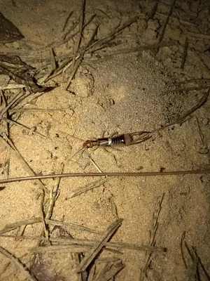 Photo of Striped Earwig (Labidura riparia) taken at Three Rivers State Park