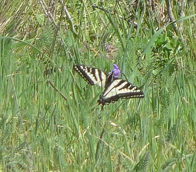 Photo of Pale Swallowtail (Papilio eurymedon) taken at Capitol Complex