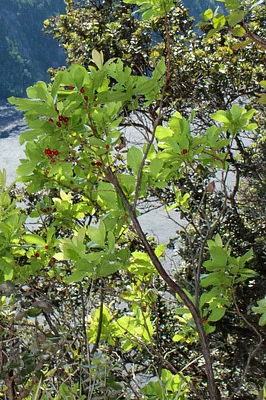 Photo of Vaccinium calycinum taken at Mauna Loa Wilderness