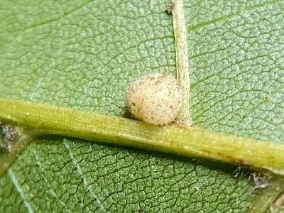 Photo of Caryomyia persicoides taken at Conway Robinson Memorial State Forest