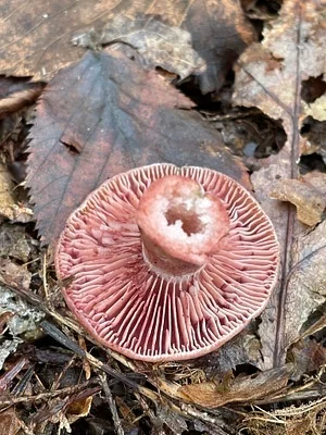 Photo of Lactarius subpurpureus taken at Nathaniel Lyon Memorial State Park
