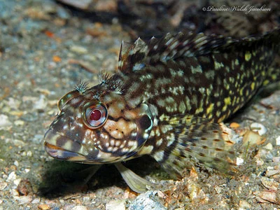 Photo of Labrisomus conditus taken at Grassy Waters Preserve