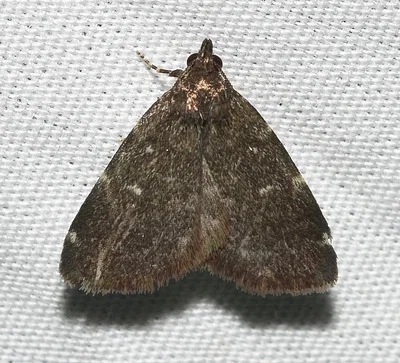Photo of Rotund Idia Moth (Idia rotundalis) taken at Swallow Falls State Park