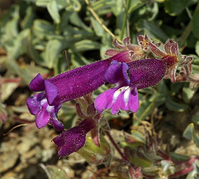 Photo of Penstemon purpusii taken at Chanchelulla Wilderness