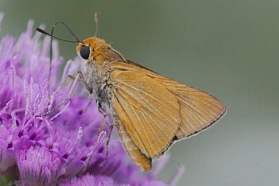 Photo of Euphyes arpa taken at Triple N Ranch Wildlife Management Area
