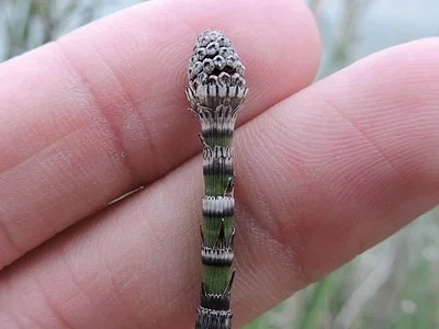 Photo of Horsetail (Equisetum hyemale) taken at Jewett