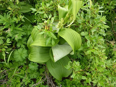 Photo of Itchweed (Veratrum viride) taken at Mendon