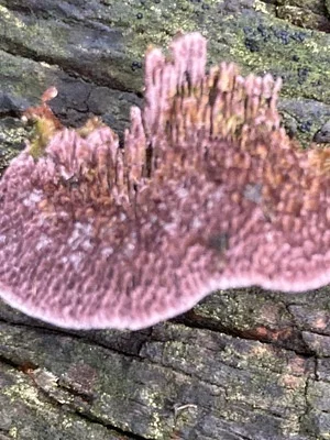 Photo of Purplepore Bracket (Trichaptum abietinum) taken at McGinnis Reserve
