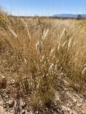 Photo of Enneapogon desvauxii taken at Big Hatchet Mountains Wilderness Study Area