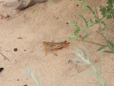 Photo of Melanoplus foedus taken at Lesser Prairie Chicken Habitat Preservation Area Of Critical Environmental Concern