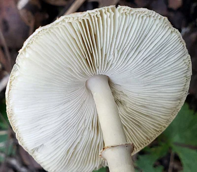 Photo of Ruby Dapperling (Leucoagaricus rubrotinctus) taken at Rock River Heritage County Park