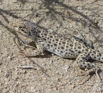 Photo of Longnose Leopard Lizard (Gambelia wislizenii) taken at Empire Ranch Golf Course