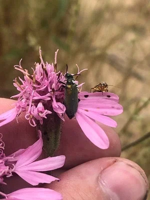 Photo of Eupompha viridis taken at Lesser Prairie Chicken Habitat Preservation Area Of Critical Environmental Concern