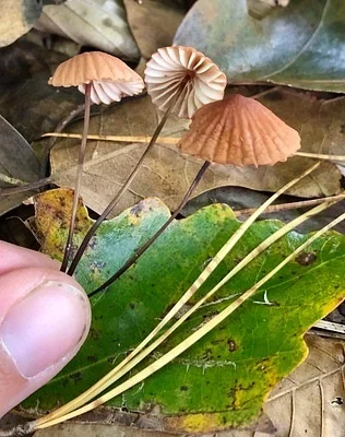Photo of Orange Pinwheel (Marasmius siccus) taken at Muddy Creek Preserve