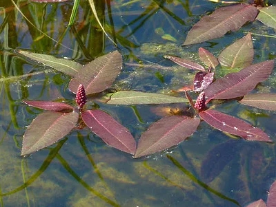 Photo of Water Knotweed (Persicaria amphibia) taken at River Valley Wma, Tracts 1-2, 2a, 4-6, 8 & 10-11