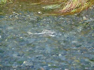 Photo of Pink Salmon (Oncorhynchus gorbuscha) taken at Skagway