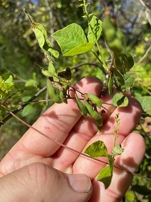 Photo of Least Snoutbean (Rhynchosia minima) taken at Wolf Branch Sink Preserve