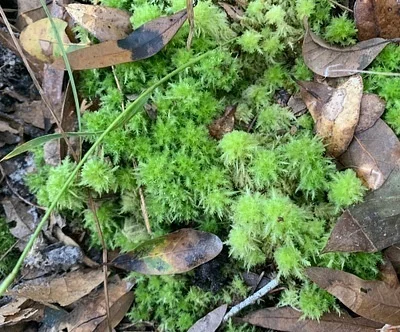 Photo of Pale Bog-Moss (Sphagnum strictum) taken at Lake Lizzie Conservation Area