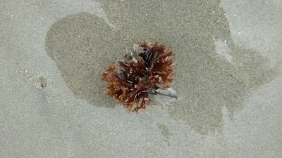 Photo of Chondrus crispus taken at Briggs Marsh