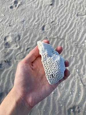 Photo of Massive Starlet Coral (Siderastrea siderea) taken at Fort Lauderdale