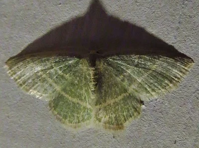 Photo of Blackberry Looper (Chlorochlamys chloroleucaria) taken at Belle Plaine