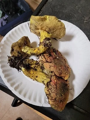 Photo of Powdery Sulfur Bolete (Pulveroboletus ravenelii) taken at High Falls State Park