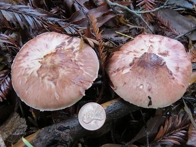 Photo of Agaricus subrutilescens taken at McKinleyville Community Forest