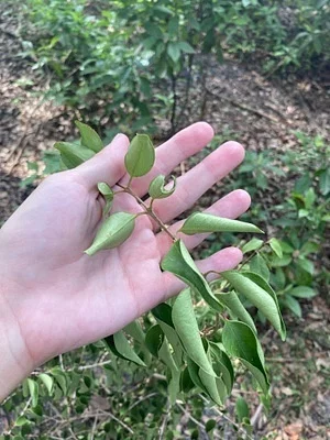 Photo of Eugenia axillaris taken at Okaloacoochee Slough Wildlife Management Area