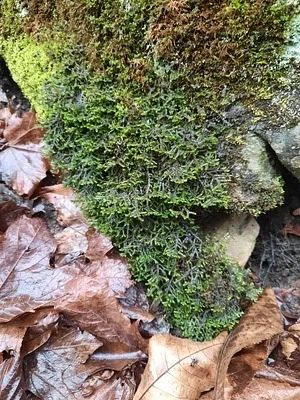 Photo of Wall Scalewort (Porella platyphylla) taken at Stephens State Park