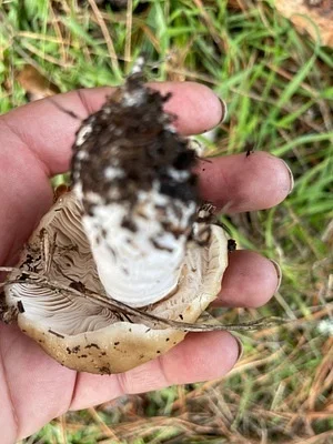 Photo of Russula cerolens taken at Manila Dunes Recreation Area