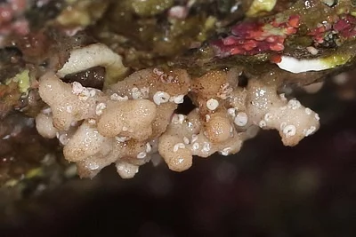Photo of Heteropora pacifica taken at Patos Island Marine State Park