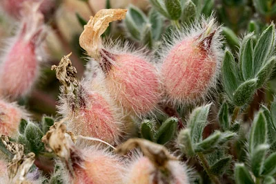 Photo of Oxytropis multiceps taken at Red Mountain Open Space