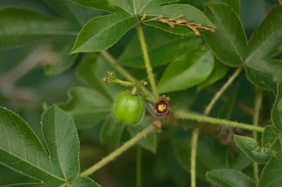 Photo of Bellyache Bush (Jatropha gossypiifolia) taken at Peace River Preserve