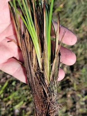 Photo of Nash'S Blue-Eyed-Grass (Sisyrinchium nashii) taken at Baker Creek State Park