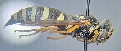 Photo of Bicyrtes ventralis taken at Chet And Jane Fleisbach State Wildlife Management Area