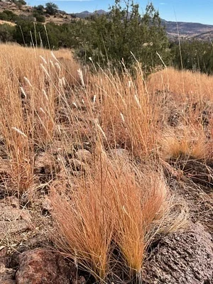 Photo of Elionurus barbiculmis taken at Alamo Hueco Mountains Wilderness Study Area