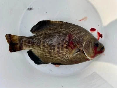 Photo of Butterlips (Embiotoca jacksoni) taken at Orange County