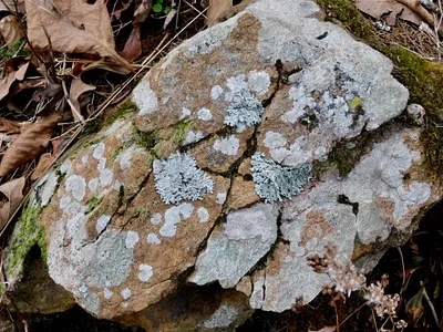 Photo of Powdered Fringe Lichen (Heterodermia speciosa) taken at Houghton Falls Nature Preserve